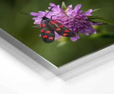 HD Metal Prints Glossy White Finish