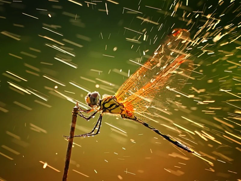 Macro Photos
