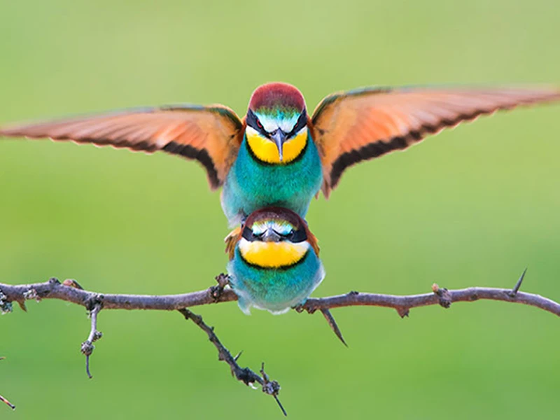 Bird Photos