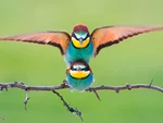Bird Photos