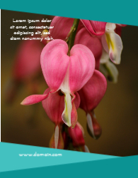 Wild Life Photography BB