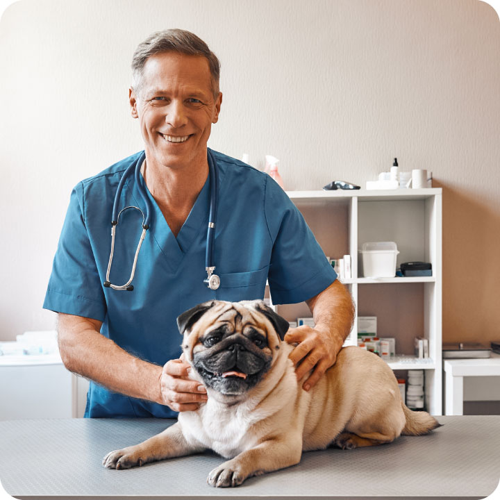 The Best Customizable Name Tag Solutions for Veterinarian Office vet-pug.jpg